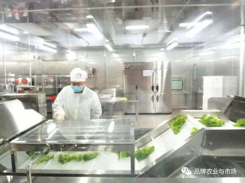 跨界融合 松下电器进军蔬菜产业，科技中介服务引领农业新篇章